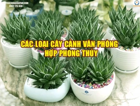 Cây cảnh văn phòng hợp phong thủy