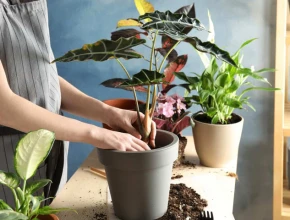 Trồng cây trong nhà có tốt không?