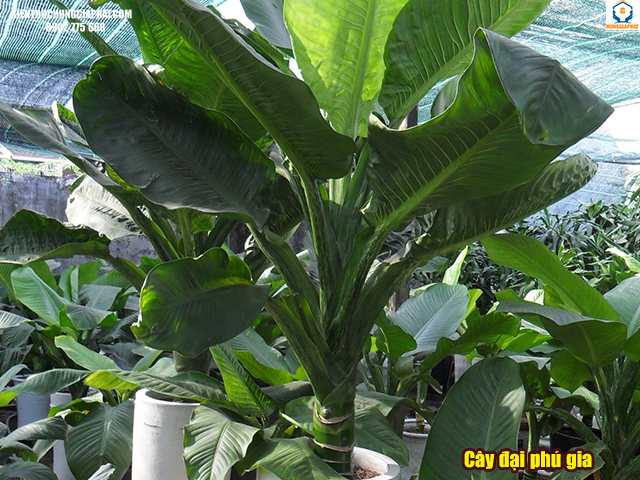 cây phong thủy đại phú gia